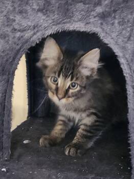 Chowder -  Domestic Long Hair and Tabby Cat for Adoption in Kirklin, Indiana - Chowder | PetCurious