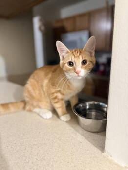 Fanta -  Domestic Short Hair Cat for Adoption in Lincoln Park, Michigan - Fanta | PetCurious