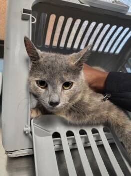 Domestic Short Hair Cats Available for Adoption in Lawrenceville, Georgia - Pen 13c Dalia | PetCurious