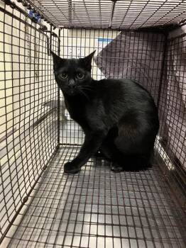 Domestic Short Hair Cats Available for Adoption in Long Beach, California - DAISY | PetCurious