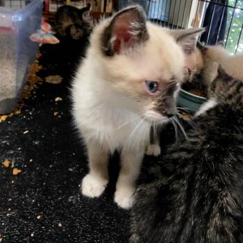 Elsa -  Snowshoe and Domestic Short Hair Cat for Adoption in Grantsville, Utah - Elsa | PetCurious