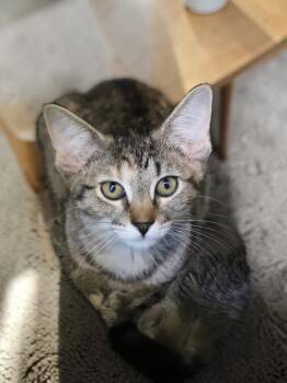 Pixel -  Domestic Short Hair Cat for Adoption in Champaign, Illinois - Pixel | PetCurious