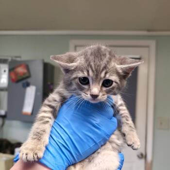Trawler -  Domestic Short Hair Cat for Adoption in Mt. Juliet, Tennessee - Trawler | PetCurious