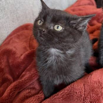 Jem -  Domestic Short Hair Cat for Adoption in Germansville, Pennsylvania - Jem | PetCurious