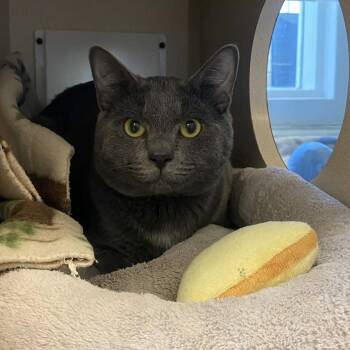 Ritter -  Domestic Short Hair Cat for Adoption in Gloucester, Virginia - Ritter | PetCurious