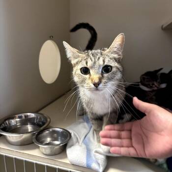 Gilda 53782 -  Domestic Short Hair Cat Available for Adoption in Las Vegas, Nevada - Gilda 53782 | PetCurious