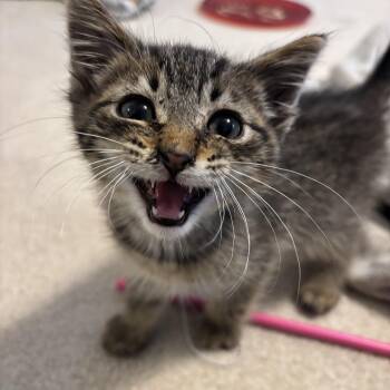 Jonas -  Domestic Short Hair Cat for Adoption in Midland, Michigan - Jonas | PetCurious
