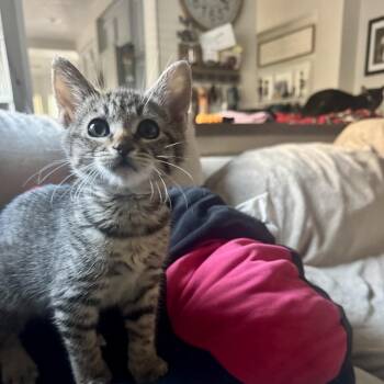 Domestic Short Hair Cats Available for Adoption in Chino Hills, California - Joey - Chino Hills Location | PetCurious