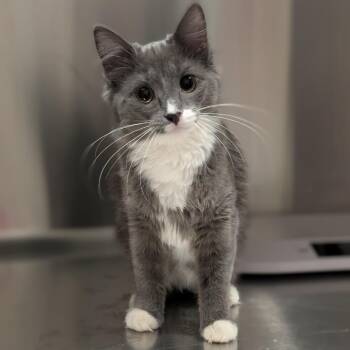 Domestic Medium Hair Cats Available for Adoption - Mahal | PetCurious