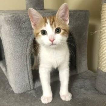 Sparky -  Domestic Short Hair Cat for Adoption in Smithfield, North Carolina - Sparky | PetCurious