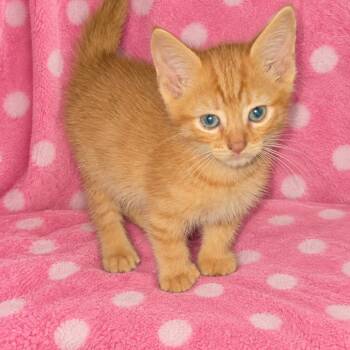 Nigel -  Domestic Short Hair and Extra Toes Cat Hemingway Polydactyl Cat for Adoption in Mt. Juliet, Tennessee - Nigel | PetCurious