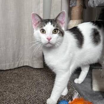 Domestic Short Hair Cats Available for Adoption in Green Bay, Wisconsin - Kenny | PetCurious