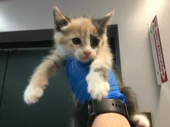 Domestic Short Hair Cats Available for Adoption in Thousand Palms, California - A1916646 | PetCurious