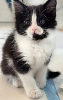 Sirius -  Domestic Short Hair Cat Available for Adoption in San Jose, California - Sirius | PetCurious