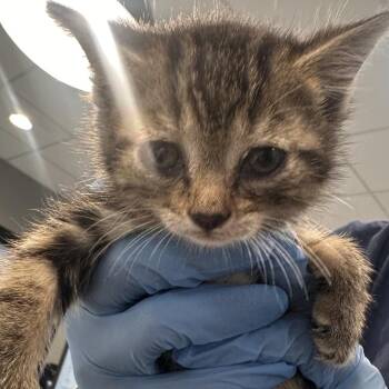 Amorcito -  Domestic Short Hair Cat for Adoption in Allentown, Pennsylvania - Amorcito | PetCurious