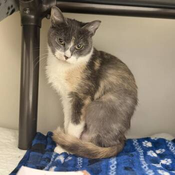 Domestic Short Hair Cats Available for Adoption in Jacksboro, Tennessee - Tuna | PetCurious