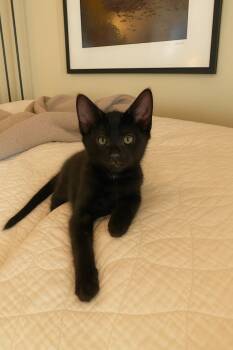 Rescue Domestic Short Hair Cats for Adoption in Coachella, California - Brutus | PetCurious