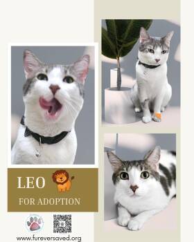 Leo -  Domestic Short Hair Cat for Adoption in Miami, Florida - Leo | PetCurious