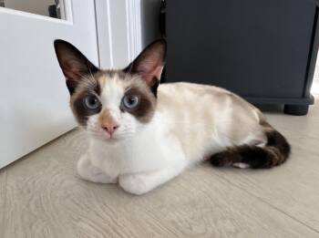 Opal -  Snowshoe Cat for Adoption in West Palm Beach, Florida - Opal | PetCurious