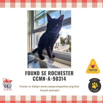 Rescue Domestic Short Hair Cats for Adoption in Rochester, Minnesota - Inky | PetCurious