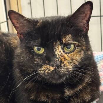 Shadow ARC2026-036 -  Domestic Short Hair Cat for Adoption in Akron, New York - Shadow ARC2026-036 | PetCurious
