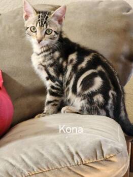 Kona -  Domestic Short Hair Cat for Adoption in Lancaster, California - Kona | PetCurious