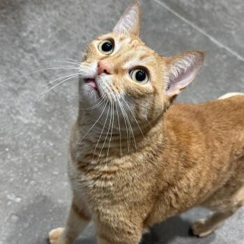 Marco -  Domestic Short Hair Cat for Adoption in Matteson, Illinois - Marco | PetCurious