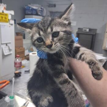 Perdita -  Domestic Short Hair Cat for Adoption in Summerville, South Carolina - Perdita | PetCurious