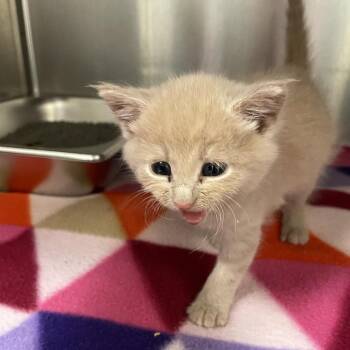 Ozzy Man -  Domestic Short Hair Cat for Adoption in Columbus, Georgia - Ozzy Man | PetCurious