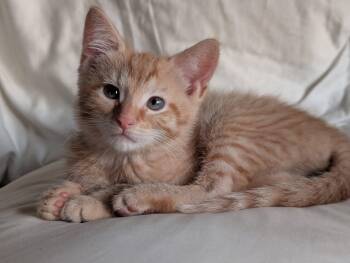 Domestic Short Hair Cats Available for Adoption in Battle Creek, Michigan - Goldie | PetCurious
