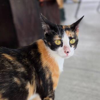 Calliope -  Domestic Short Hair Cat for Adoption in Muncie, Indiana - Calliope | PetCurious