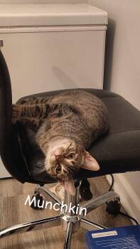 Domestic Short Hair Cats Available for Adoption in Randolph, Alabama - Munchkin | PetCurious
