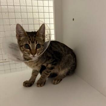 Apollo -  Domestic Short Hair Cat for Adoption in San Antonio, Texas - Apollo | PetCurious