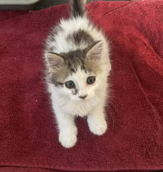 Gracie -  Maine Coon Cat for Adoption in Troy, New York - Gracie | PetCurious