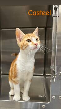 Casteel -  Domestic Short Hair Cat for Adoption in Burlington, Iowa - Casteel | PetCurious
