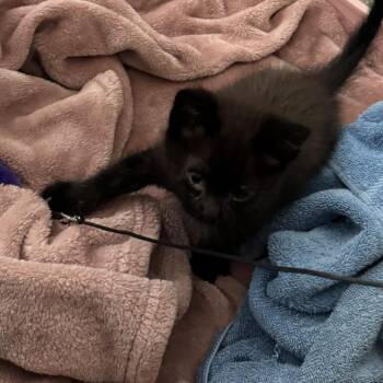 Bear -  Domestic Short Hair Cat for Adoption in Los Angeles, California - Bear | PetCurious