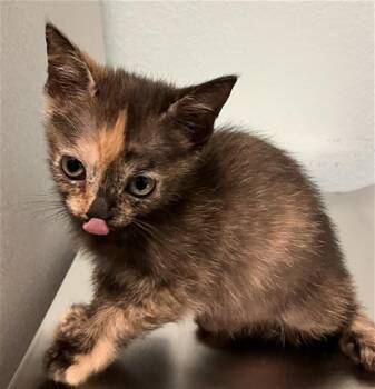 DAFFODIL -  Domestic Short Hair Cat for Adoption in Long Beach, California - DAFFODIL | PetCurious
