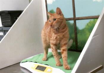 ANABELLE -  Domestic Short Hair Cat for Adoption in Houston, Texas - ANABELLE | PetCurious