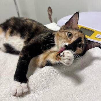 Domestic Short Hair Cats Available for Adoption in York, Pennsylvania - Bibble | PetCurious