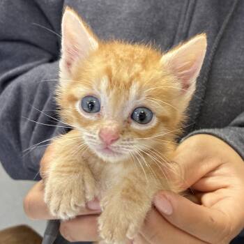 Domestic Short Hair Cats Available for Adoption in San Antonio, Texas - MANDARIN | PetCurious