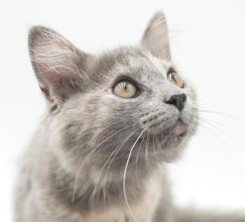 Piper is PURRFECT for kitten therapy - OLD ENOUGH TO GO SOLO TOO -  Dilute Tortoiseshell and Maine Coon Cat for Adoption in Bedford Hills, New York - Piper Is PURRFECT For Kitten Therapy - OLD ENOUGH TO GO SOLO TOO | PetCurious