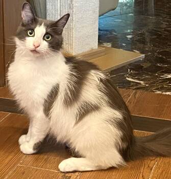 Domestic Long Hair and Turkish Van Cats Available for Adoption - Sarah | PetCurious