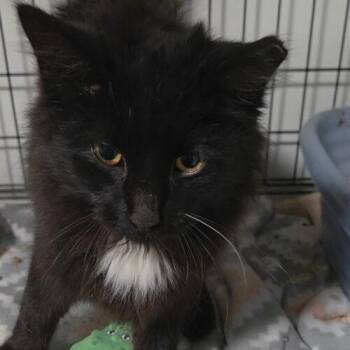 Soot -  Domestic Long Hair Cat for Adoption in Canal Winchester, Ohio - Soot | PetCurious