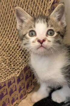 Tabby Cats Available for Adoption in St. George, Utah - Shamrock | PetCurious