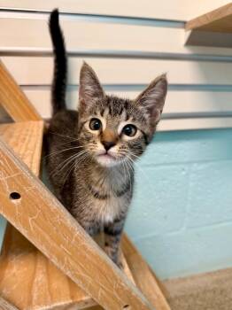 Domestic Short Hair Cats Available for Adoption in Cape Coral, Florida - Cat Benatar | PetCurious
