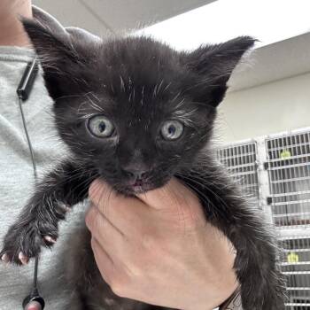 Domestic Medium Hair Cats Available for Adoption in Bastrop, Texas - Keurig 26-05-135 | PetCurious