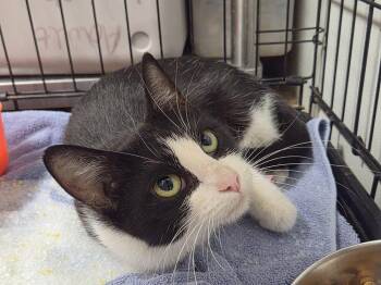 Home -  Domestic Short Hair Cat for Adoption in Bolivar, Missouri - Home | PetCurious