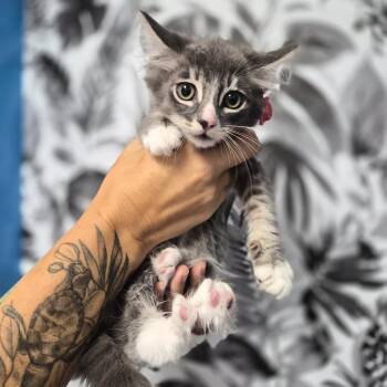 Oyster -  Domestic Long Hair Cat for Adoption in Wahiawa, Hawaii - Oyster | PetCurious