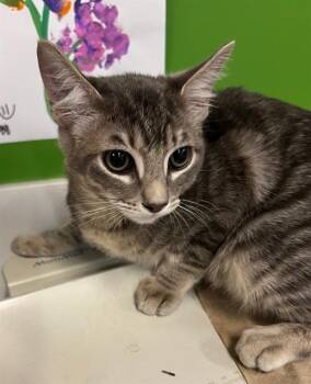 LAO -  Domestic Short Hair Cat for Adoption in Houston, Texas - LAO | PetCurious