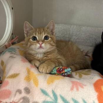 Acorn -  Domestic Short Hair Cat for Adoption in Conway, New Hampshire - Acorn | PetCurious